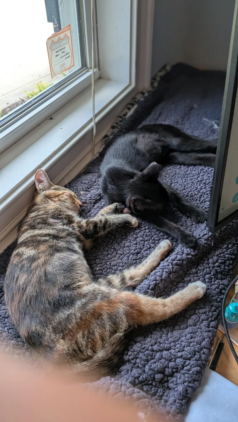 A baby medium-sized female Domestic Short Hair cat named Bell for adoption in Wilmington, NC