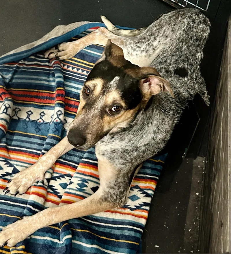 A young medium-sized female Cattle Dog dog named Amanda for adoption in Huntington Beach, CA