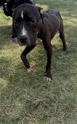 A young small-sized male Pit Bull Terrier dog named Billy for adoption in Charlotte, NC