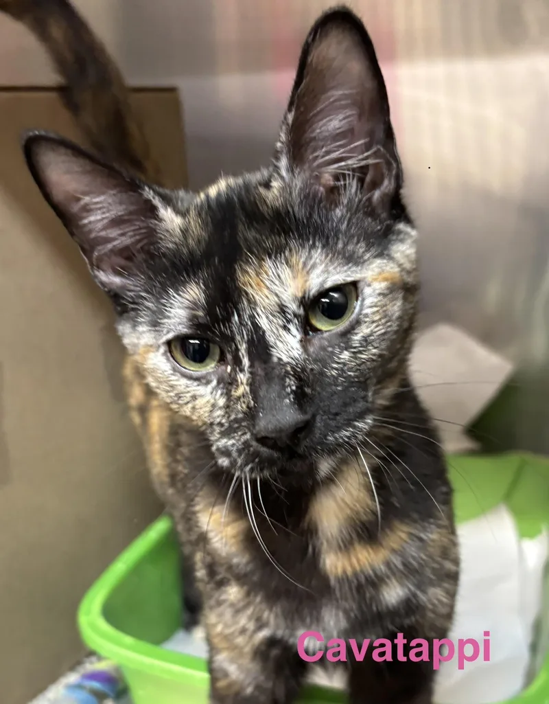 A baby medium-sized female Tortoiseshell cat named Cavatappi for adoption in Las Vegas, NV