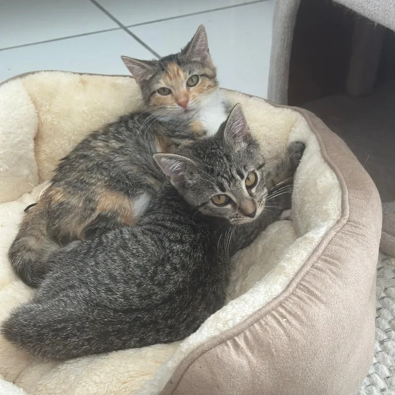 Mia And Nina thumbnail 3