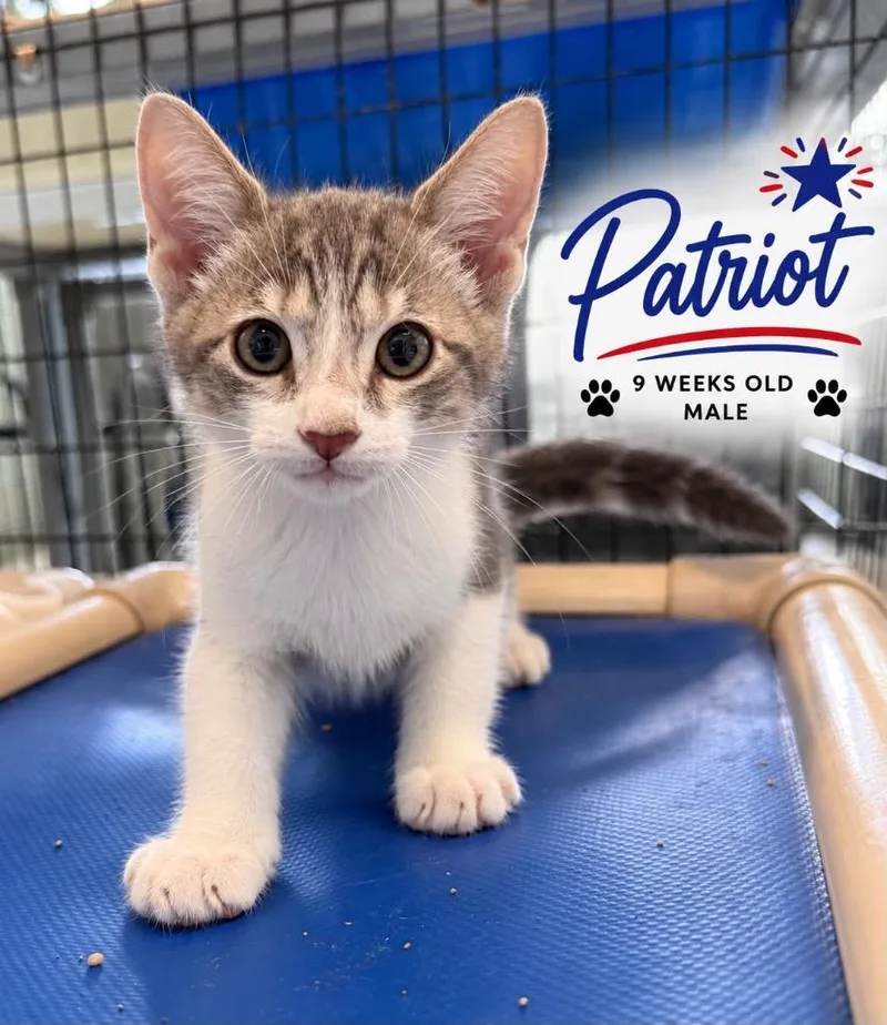Patriot thumbnail 2