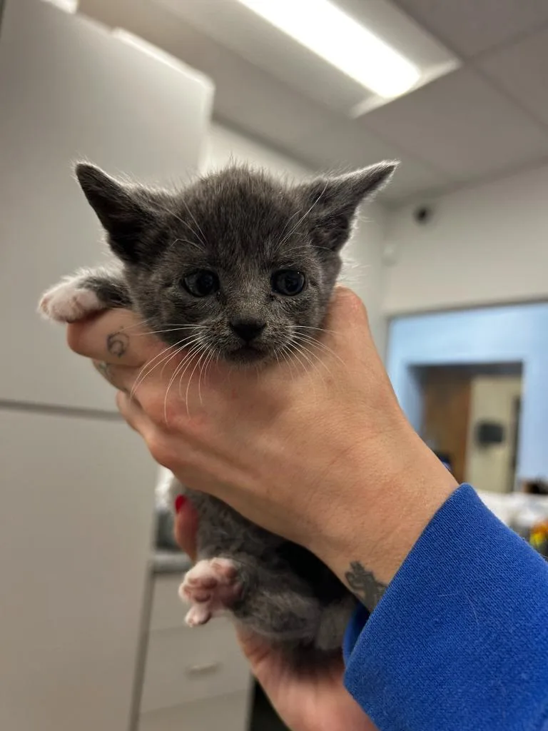 A baby small-sized female Domestic Short Hair cat named Polaris for adoption in Thousand Oaks, CA