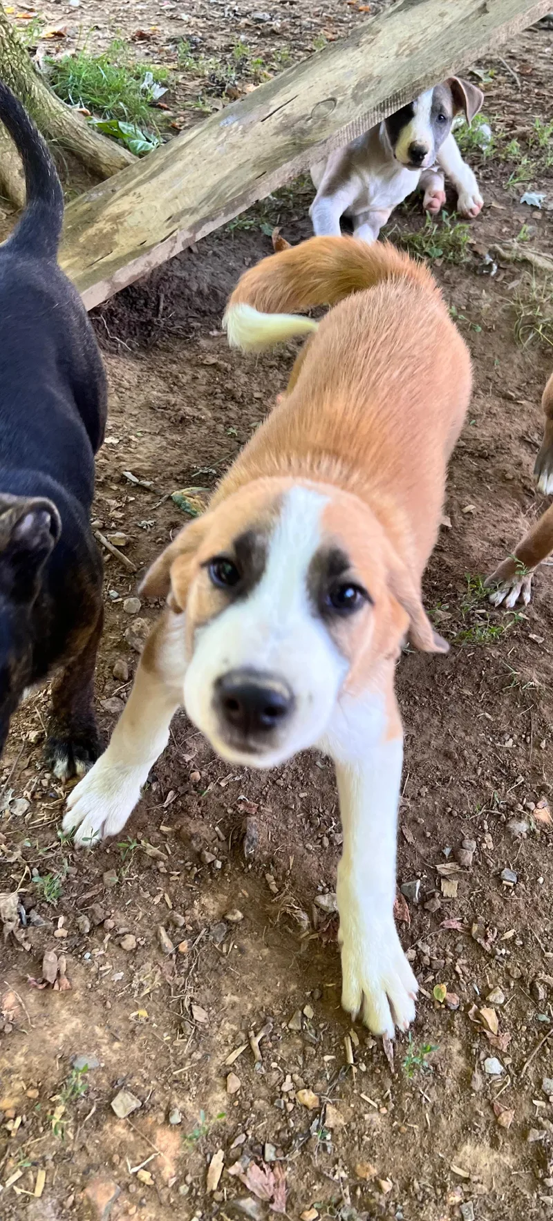 A baby large-sized male Great Pyrenees dog named Aslan for adoption in Tracy City , TN