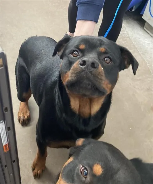 A young large-sized male Rottweiler dog named Ike for adoption in Dallas, TX