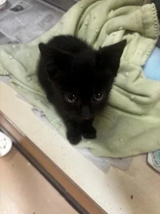 A baby small-sized male Domestic Short Hair cat named ChaChing for adoption in Chamblee, GA
