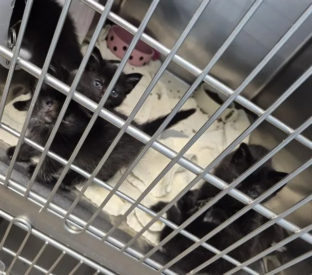 A baby small-sized male Domestic Short Hair cat named Maui for adoption in Decatur, IL
