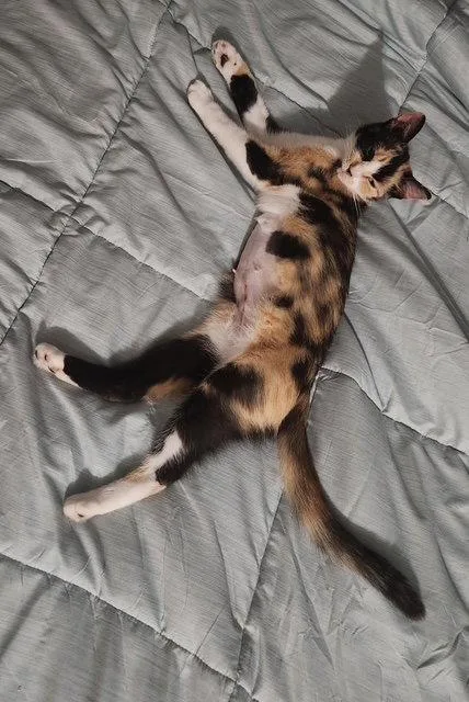 LILLIAN Young Calico
