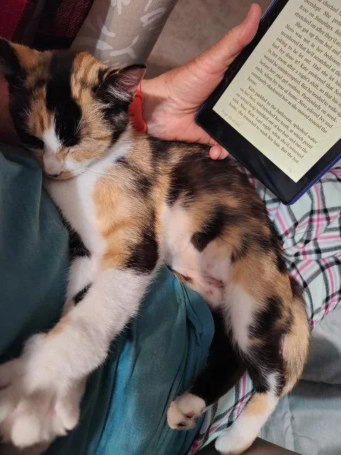LILLIAN  Young Calico thumbnail 2
