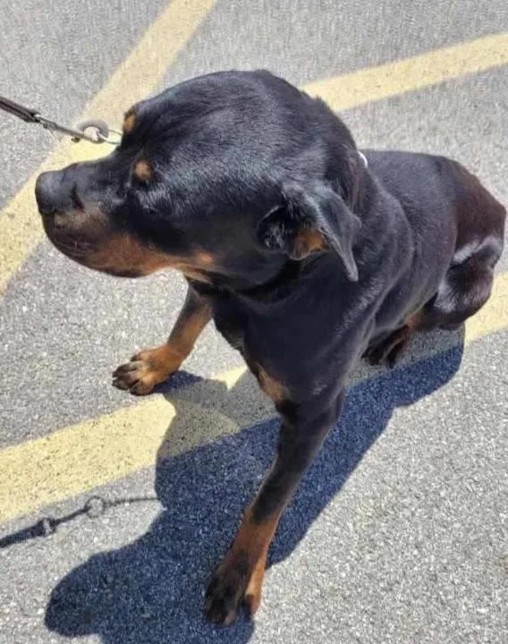 An adult large-sized female Rottweiler dog named Remy for adoption in Oswego, IL