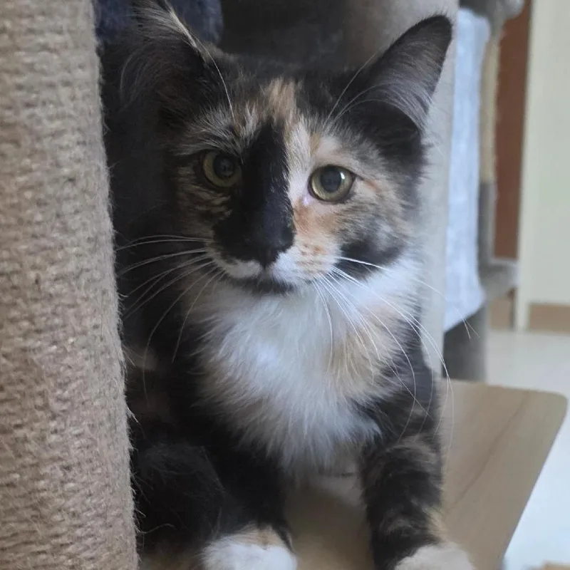 A young small-sized female Calico Domestic Medium Hair cat named Patches for adoption in Midland, TX
