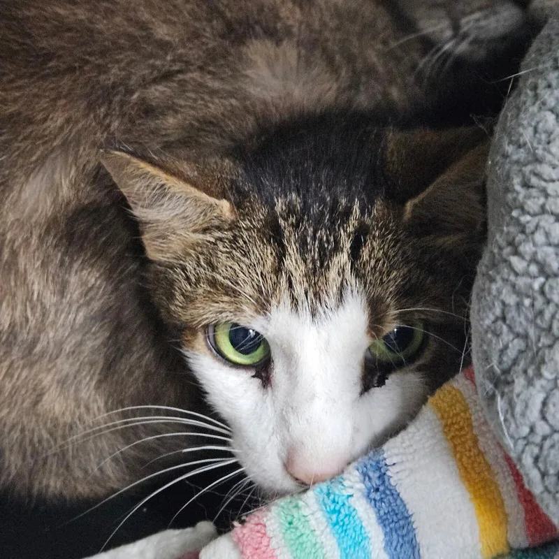 A senior small-sized male Brown / Chocolate Domestic Short Hair cat named Bananas for adoption in Ridgely, MD