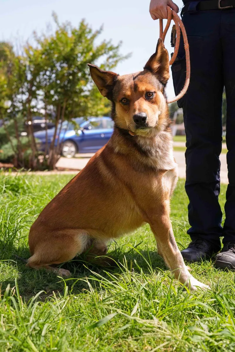 An adult medium-sized male Shepherd dog named Sam for adoption in Stillwater, OK