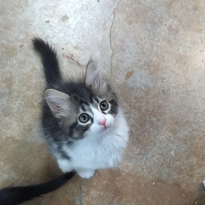 A baby small-sized male White Domestic Short Hair cat named Biscotti for adoption in Ponca City, OK