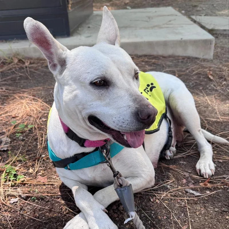 An adult medium-sized female American Staffordshire Terrier dog named Ulna for adoption in Los Angeles, CA