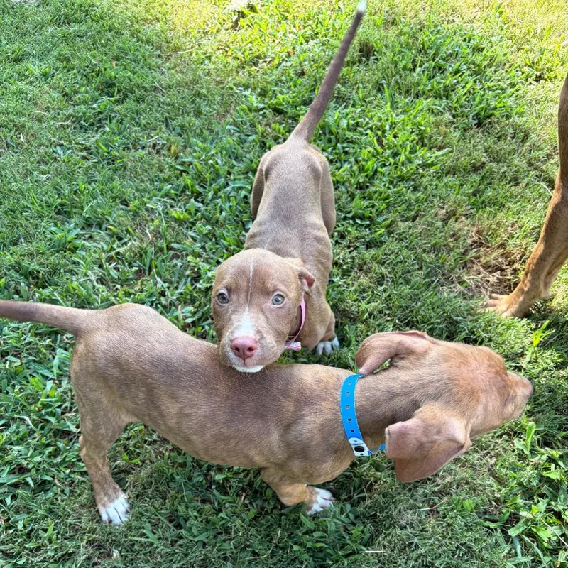 A baby medium-sized male Mixed Breed dog named Billy Lad for adoption in Bartlett, TN