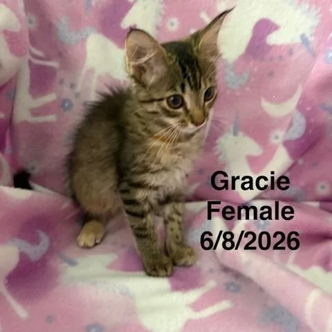 Gracie