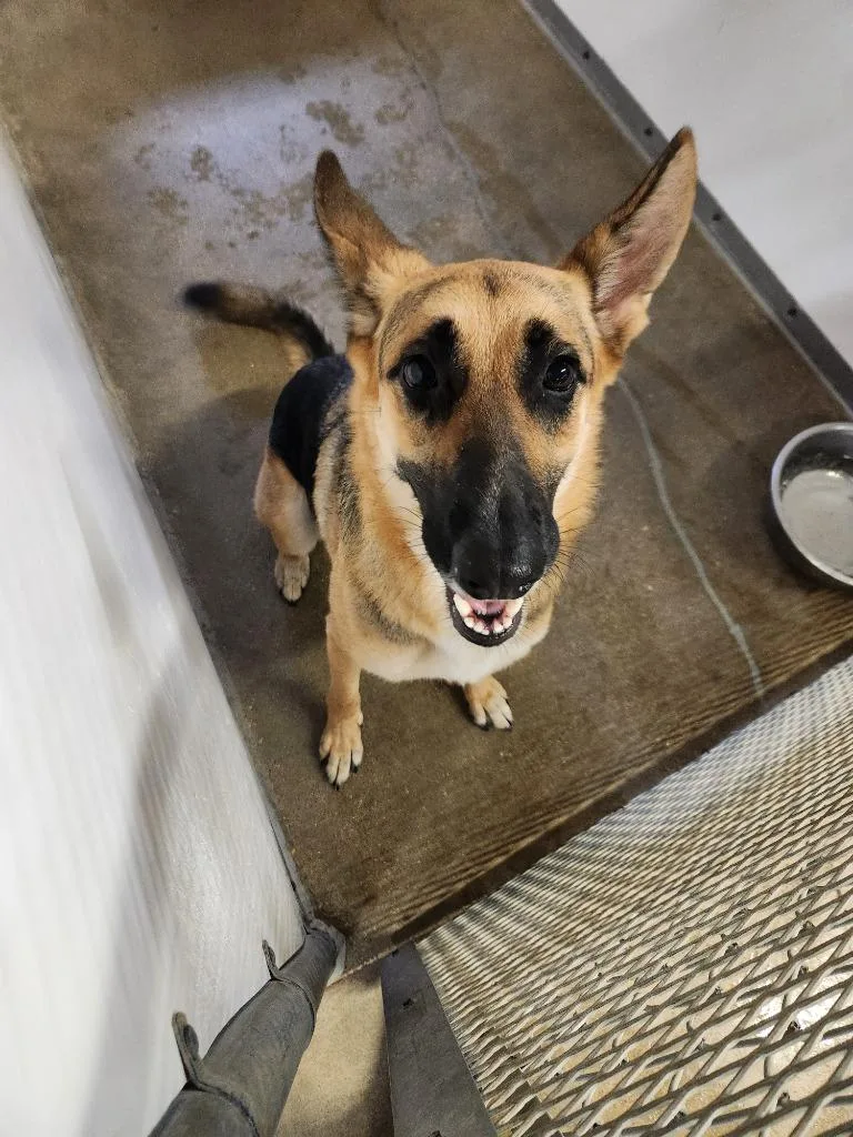 An adult medium-sized female German Shepherd Dog dog named Simi for adoption in Belton, TX