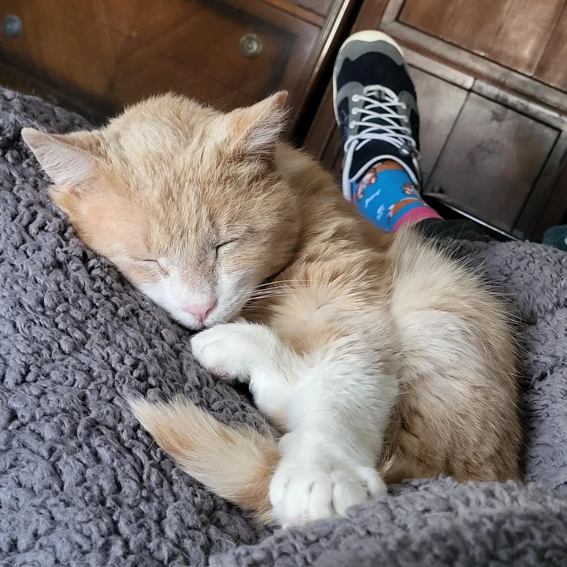 An adult large-sized male Orange & White Domestic Short Hair cat named Jude Aka "professor Fluffypants" for adoption in Milwaukee, WI