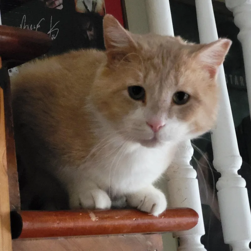 Jude Aka "professor Fluffypants" thumbnail 2