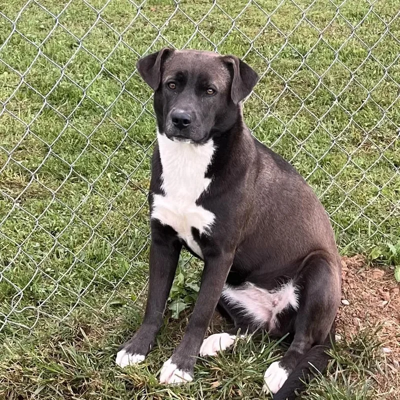 An adult medium-sized female Black Pit Bull Terrier dog named Morticia for adoption in Lewisburg, WV