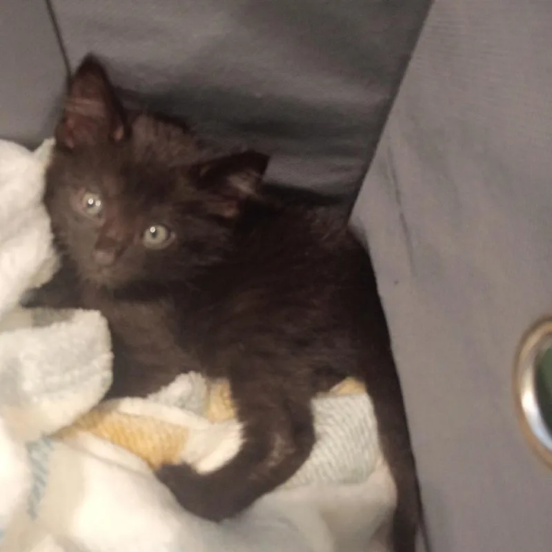 A baby small-sized male Black Domestic Short Hair cat named Arlo for adoption in Lynchburg, VA