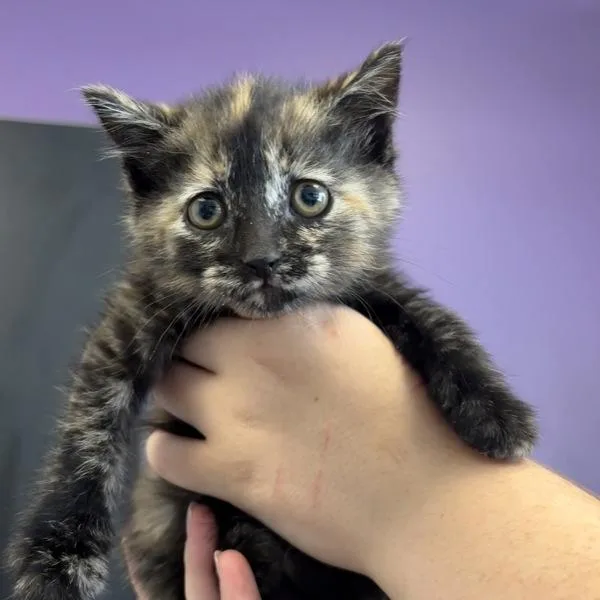 A baby medium-sized female Domestic Short Hair cat named Spice for adoption in Salt Lake City, UT