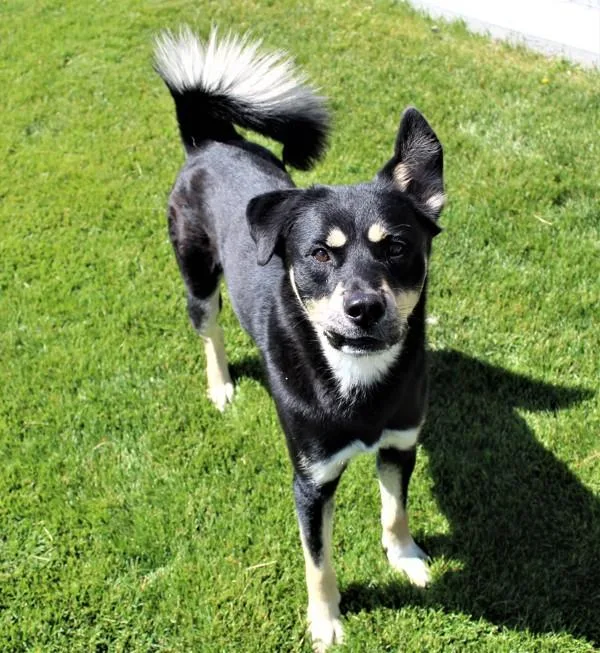 An adult large-sized male German Shepherd Dog dog named Roscoe for adoption in Pocatello, ID