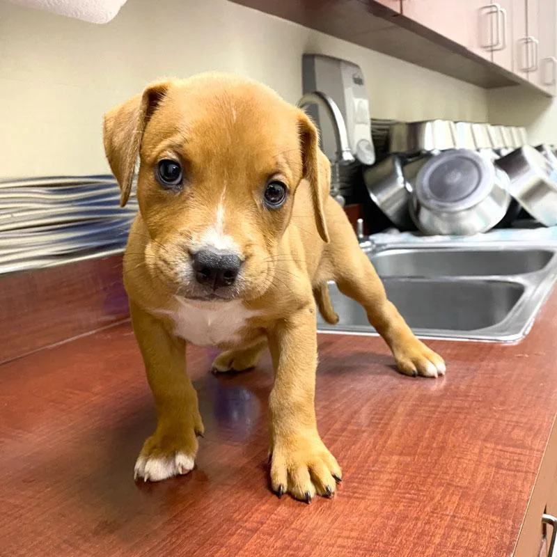 A baby medium-sized female Red / Chestnut / Orange Labrador Retriever dog named Little Bit for adoption in Monroe, GA
