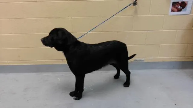 A young extra large-sized male Cane Corso dog named Blade for adoption in Tulsa, OK