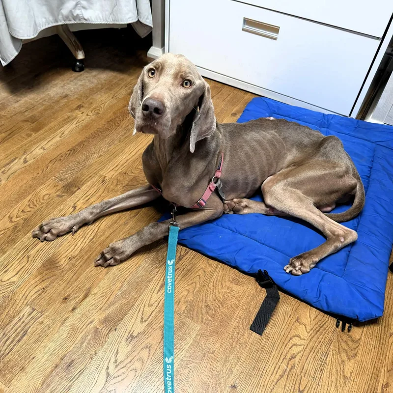 An adult large-sized male Gray / Blue / Silver Weimaraner dog named Franklin for adoption in Birmingham, AL