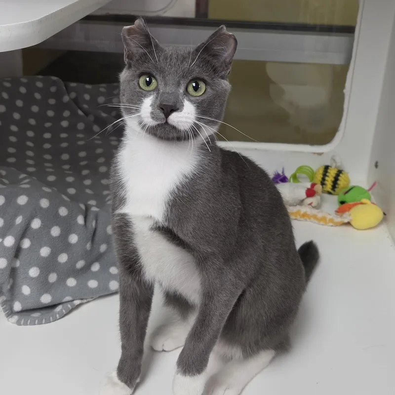 A young medium-sized male Gray & White Domestic Short Hair cat named Toby for adoption in Marshfield, WI