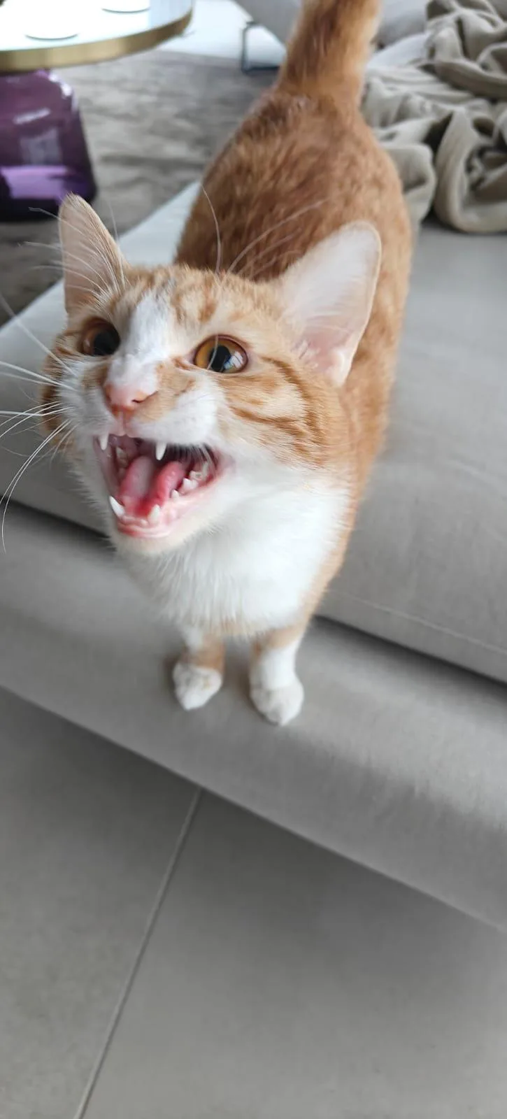 Nour  The Ray thumbnail 2