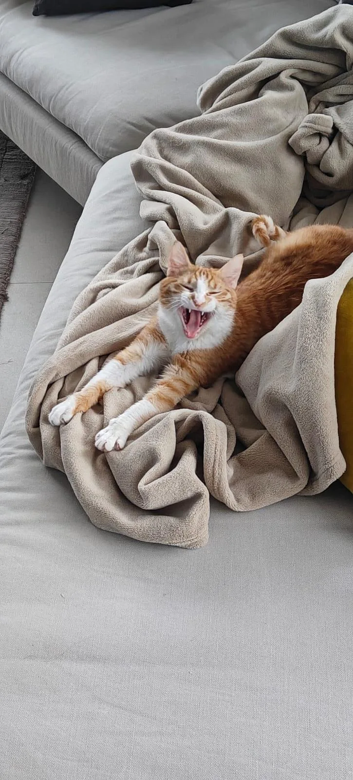 Nour  The Ray thumbnail 3