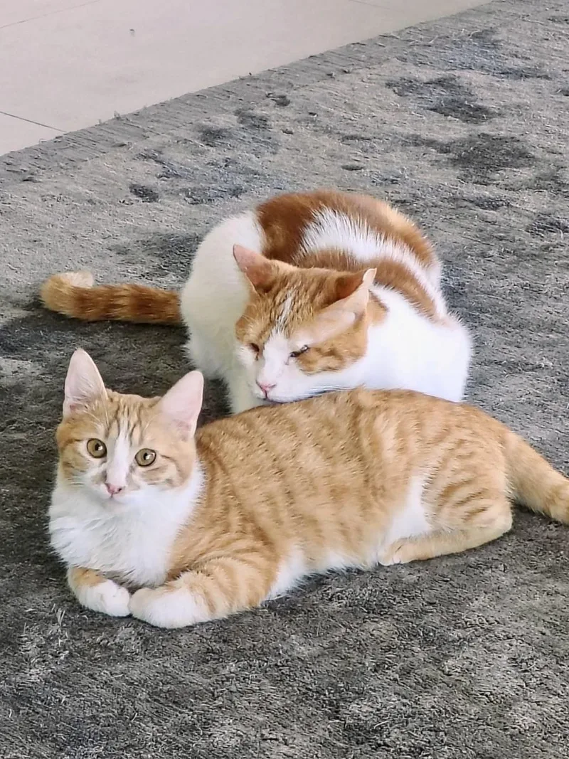 Nour  The Ray thumbnail 4