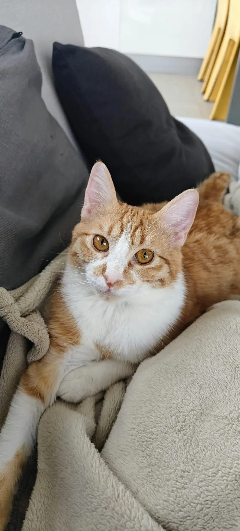 A young medium-sized male Domestic Short Hair cat named Nour  The Ray for adoption in Somerset, NJ