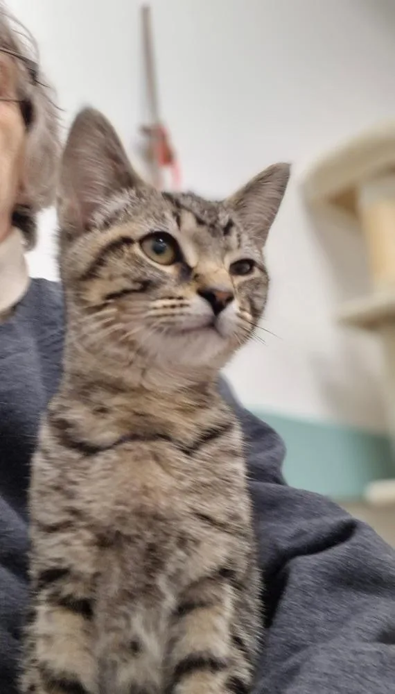 A baby medium-sized male Domestic Short Hair cat named Tigger for adoption in South Bend, IN