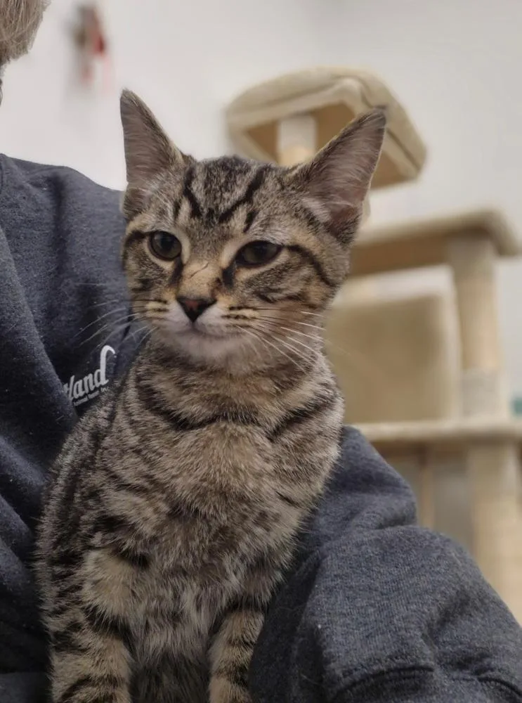 Tigger thumbnail 3