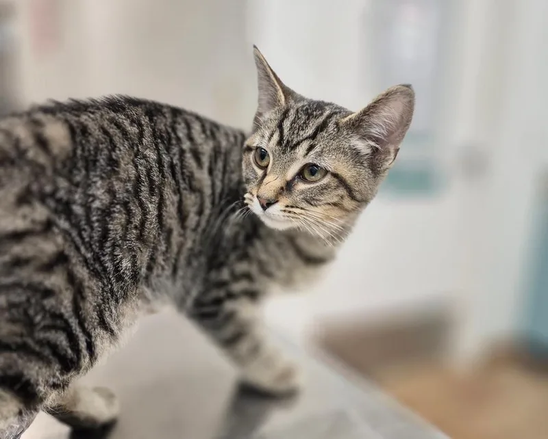 Tigger thumbnail 4