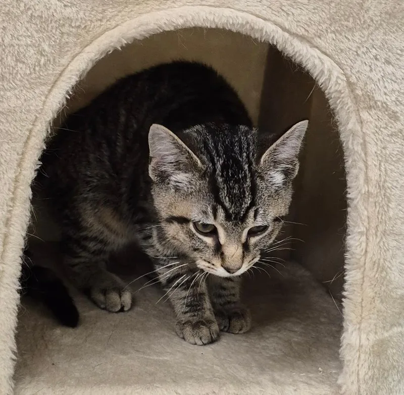 Tigger thumbnail 5