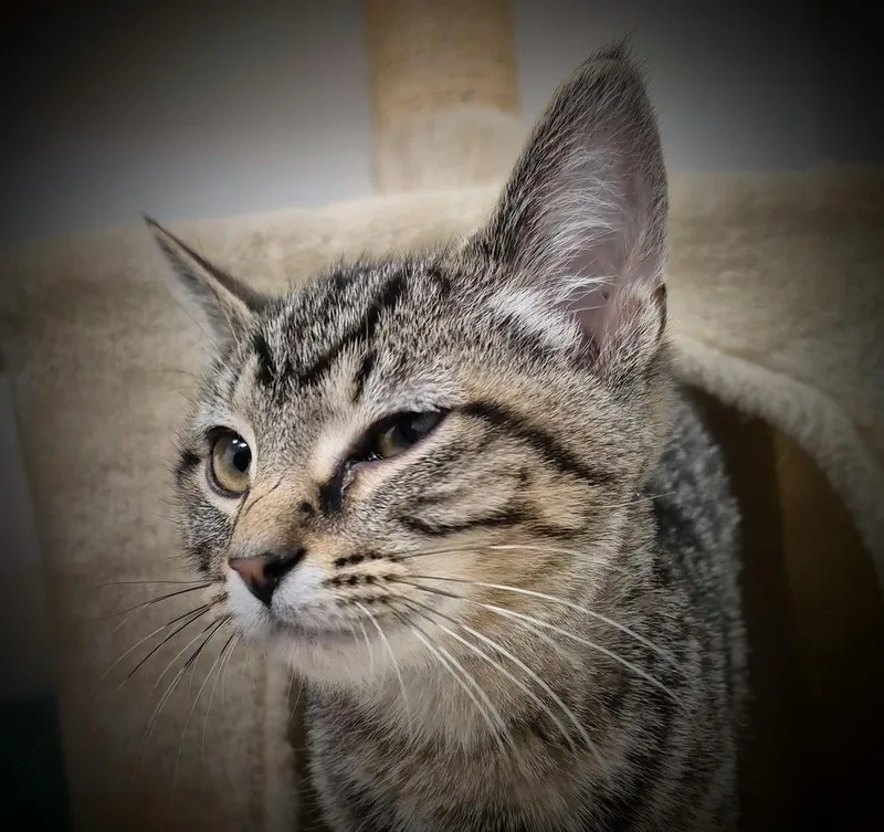 Tigger thumbnail 6