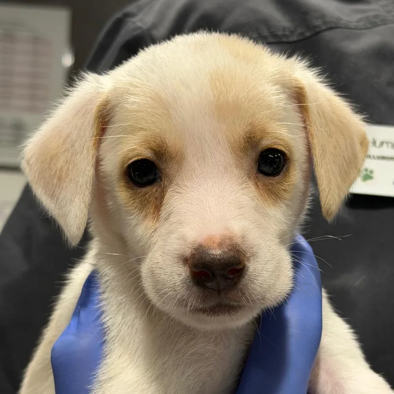 A baby medium-sized male Australian Cattle Dog / Blue Heeler dog named Smith for adoption in Tampa, FL