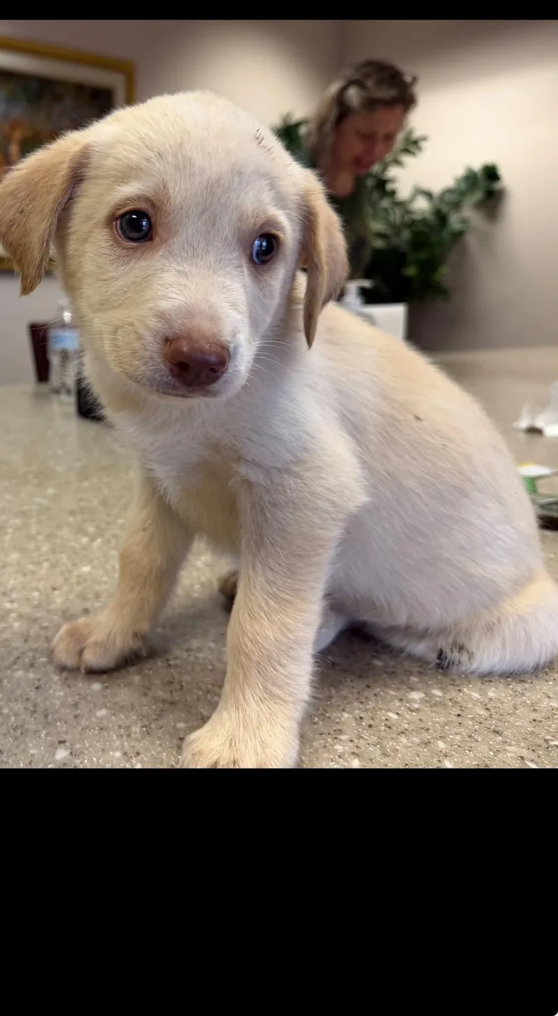A baby medium-sized male Husky dog named James Carly Simon for adoption in Holly Springs, NC