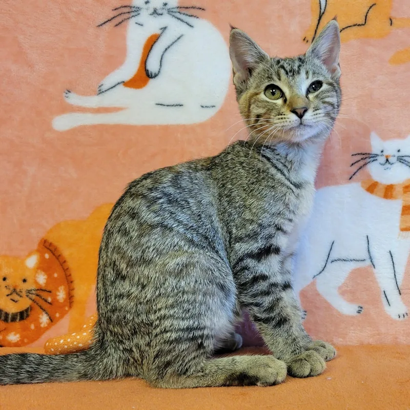 Tabitha