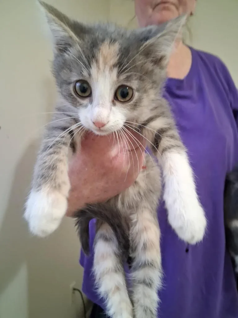 A baby medium-sized female Domestic Short Hair cat named Cricket for adoption in Heber City, UT