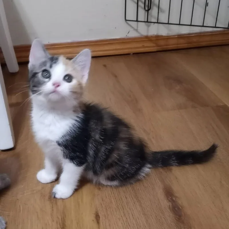 A baby small-sized female Calico Domestic Short Hair cat named Cindy for adoption in Parkersburg, WV