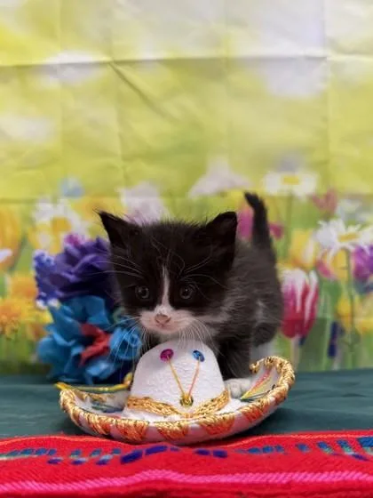 A baby small-sized male Domestic Short Hair cat named Zoltan for adoption in San Antonio, TX