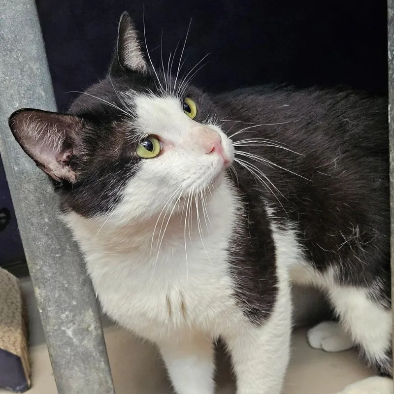A young large-sized male Black Domestic Short Hair cat named Smores for adoption in Austin, TX