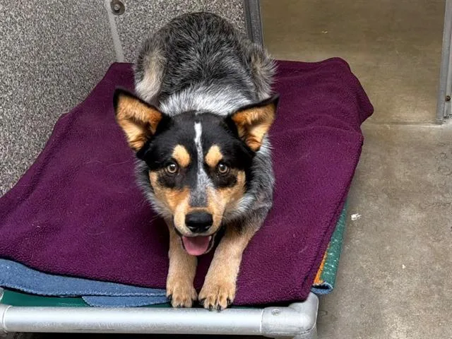 A young medium-sized male Australian Cattle Dog / Blue Heeler dog named Axl for adoption in Santa Rosa, CA