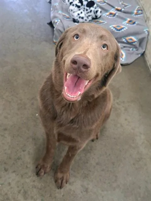 A young large-sized male Labrador Retriever dog named Ashe for adoption in Easton, MD